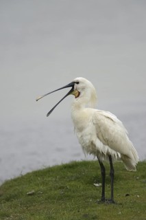 Eurasian Spoonbill (Platalea leucorodia), Texel, Netherlands
