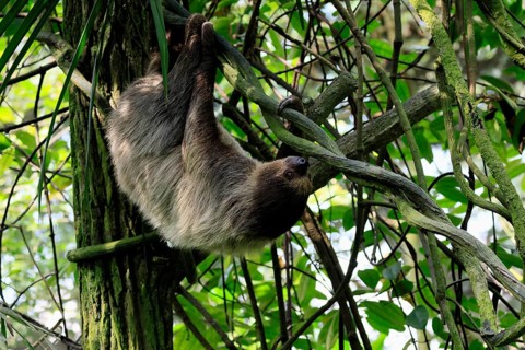 Linnaeus's two-toed sloth (Choloepus didactylus), Unau, adult, in tree, climbing, foraging,