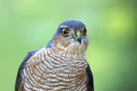 Eurasian Sparrowhawk (Accipiter nisus) male, Baden-Wuerttemberg, Germany