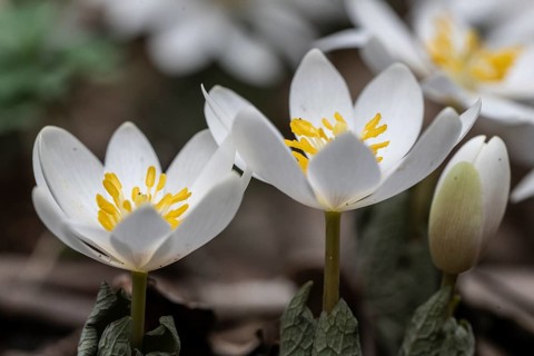 Canadian bloodroot (Sanguinaria canadensis), Emsland, Lower Saxony, Germany