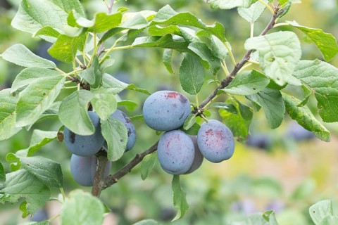 Plum (Prunus domestica CACAKS SCHÖNE)