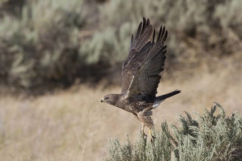 Swainson's Hawk (Buteo swainsoni) flying, Idaho, USA