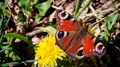 Close-up of a peacock butterfly (aglais io) on a yellow flower, details of the wings visible,