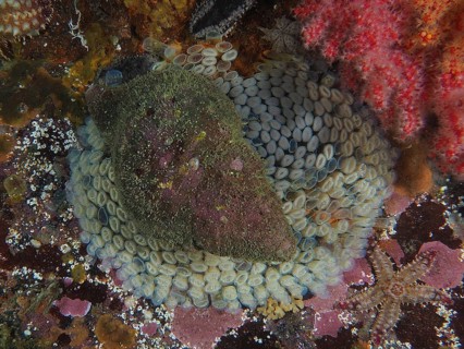 A Magellan triton snail (Fusitriton magellanicus) guards its spawn next to corals with different