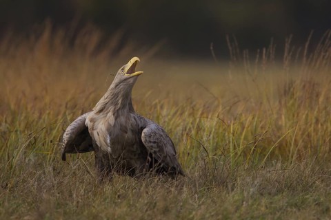 White-tailed Eagle (Haliaeetus albicilla) calling, Poland