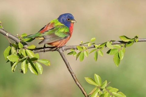 Painted Bunting (Passerina ciris) male perched on a branch, Texas, USA