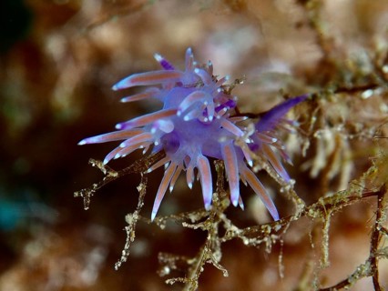 Live nudibranch in purple colours, Edmundsella pedata (Edmundsella pedata), on branched branches on