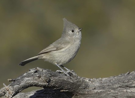 Juniper Titmouse (Baeolophus ridgwayi), New Mexico, USA
