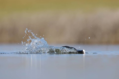 A redshank wades gracefully in the wetlands of Puebla de BeleÃ±a, Spain. The calm water reflects