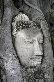 Sandstone Buddha head at the foot of a Bodhi tree in Wat Mahathat, Temple of the Great and Holy