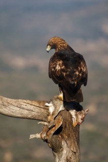 Golden Eagle (Aquila chrysaetos) male eating a rabbit, Castile and Leon, Spain