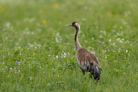 Common Crane (Grus grus) colored with bog clay, Innlandet, Norway