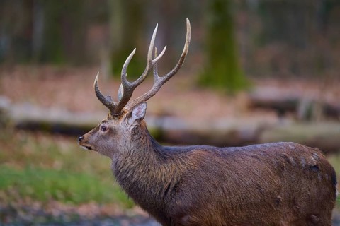 Stag with impressive antlers in autumn forest, Sika deer (Cervus nippon), Germany
