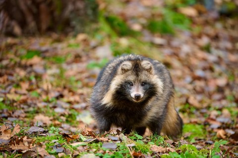 A raccoon dog observes its surroundings attentively in autumn forest, raccoon dog (Nyctereutes