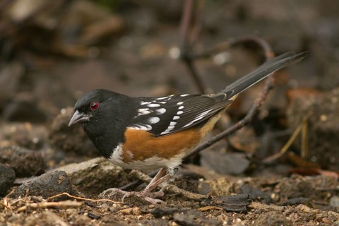 Spotted Towhee (Pipilo maculatus) foraging on ground