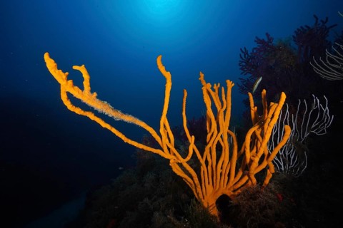 Large yellow holey antler sponge (Axinella polypoides), marine sponge, backlit, in the middle of a
