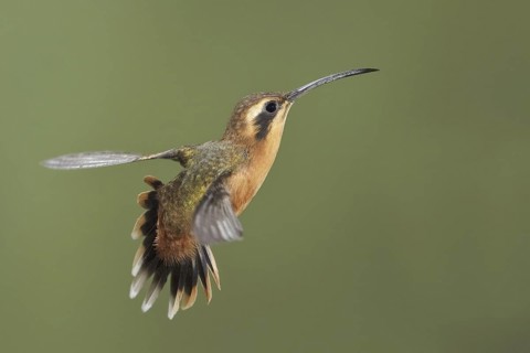 Grey-chinned Hermit (Phaethornis griseogularis), Ecuador