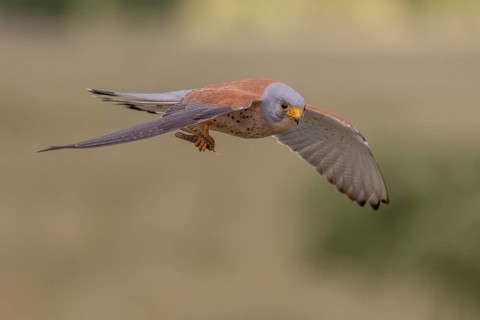 Lesser kestrel (Falco naumanni), male, flying with a captured grasshopper, Extremadura, Spain
