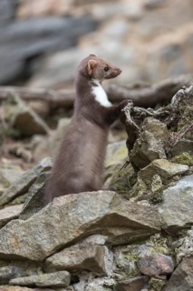 One beech marten running between the stones of a ruin of an ancient castle looking for food