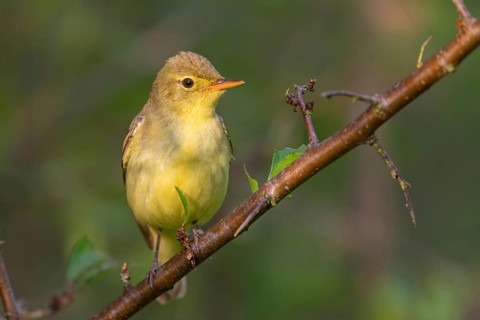 Yellow Warbler, Icterine Warbler, Hippolais icterina, Hypolaïs ictérine, Zarcero Icterino, Worms