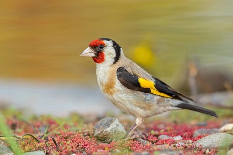Goldfinch, goldfinch, (Carduelis carduelis), biotope, habitat, foraging, Worms,