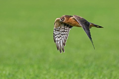 Steppenweihe, lat. Circus macrourus, Jungvogel im Flug von der Seite über Grünstreifen