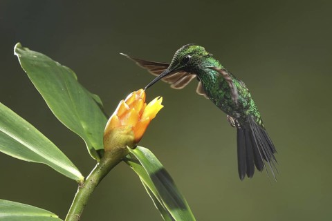 Green-crowned Brilliant (Heliodoxa jacula) female flying while feeding at a flower, Bosque de Paz,