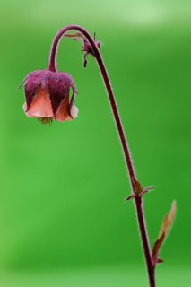 Brooklime (Geum rivale), nature photography, UNESCO, biosphere reserve, Lange Rhön, Bavaria,