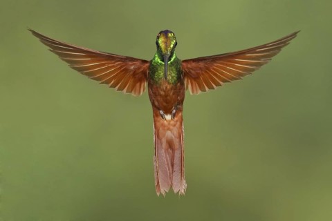 Rainbow Starfrontlet (Coeligena iris), Ecuador
