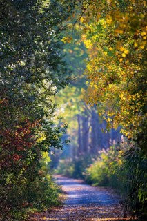 Wanderweg durch Laubwald mit leuchtend gelben und roten Herbstblättern im Sonnenlicht wähernd des
