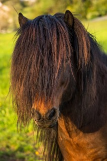 Pony stallion with flowing mane, portrait, black-brown. Evening, golden hour. Germany