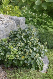 Shrub ivy (Hedera hibernica 'Arbori Compact'), An den Dorfwiesen 9, Laußnitz, Saxony, Germany