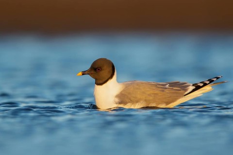 Sabine's Gull (Xema sabini) feeding along a river in Nome, Alaska