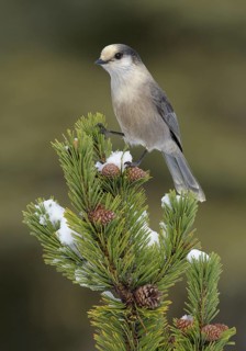 Grey Jay (Perisoreus canadensis) perched on a branch, Alaska, USA
