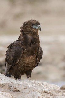 Bateleur (Terathopius ecaudatus) juvenile, Northern Cape, South Africa
