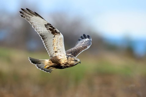 Rough-legged Hawk (Buteo lagopus) at Nanimo River Estuary