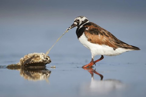 Ruddy Turnstone (Arenaria interpres), Texas, USA