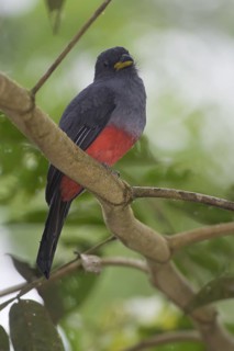 Choco Trogon (Trogon comptus) female, Rio Silanche, Ecuador
