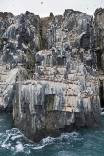 Alkefjellet, sea cliff housing seabird colony of thick-billed murres (Uria lomvia), Brünnich's