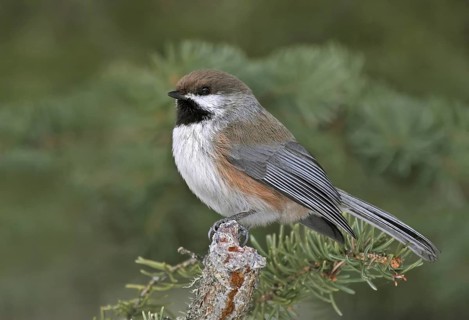Boreal Chickadee (Poecile hudsonicus), Saskatchewan, Canada