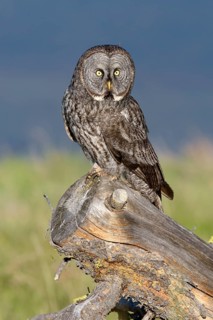 Great Grey Owl (Strix nebulosa) perched on stump, British Columbia, Canada