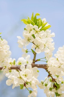 Crisp white blossoms of a plum tree bloom vibrantly against a clear blue sky, capturing the essence