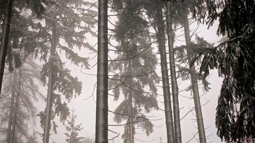 Foggy winter atmosphere with dense fir trees (abies) in the forest, hiking in winter on the