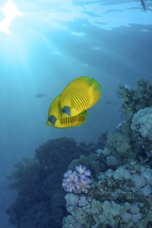 Maskarill masked butterflyfish (Chaetodon semilarvatus)