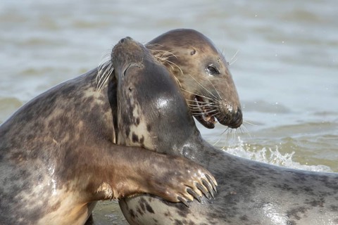 Atlantic grey seal (Halichoerus grypus) two adult animals in love hugging in the breaking waves of