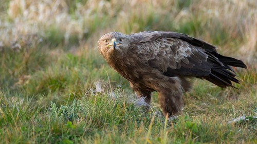Lesser Spotted Eagle (Clanga pomarina), Mecklenburg-Western Pomerania, Germany