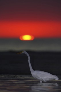 Great Egret (Ardea alba), Florida, USA
