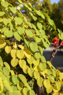Cake tree (Cercidiphyllum japonicum), Weihenstephan, Bavaria, Germany