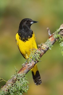 Scott's Oriole (Icterus parisorum), Arizona, USA