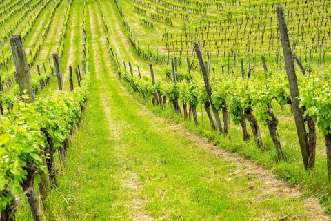 Landscape of the wine yards growing on the hills of southern styria, Austria